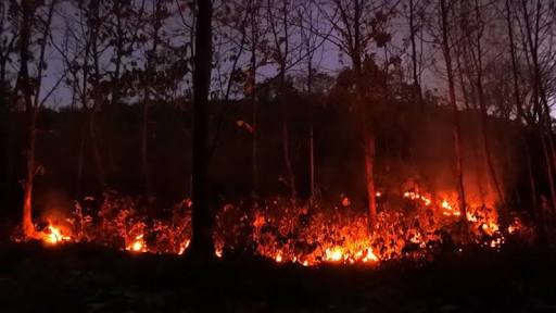 Kawasan Hutan Yang Terbakar Di Tadui Capai 30 Hektar