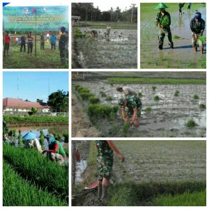 Kodim 1401 Majene Lanjutkan Tanam Padi Serentak