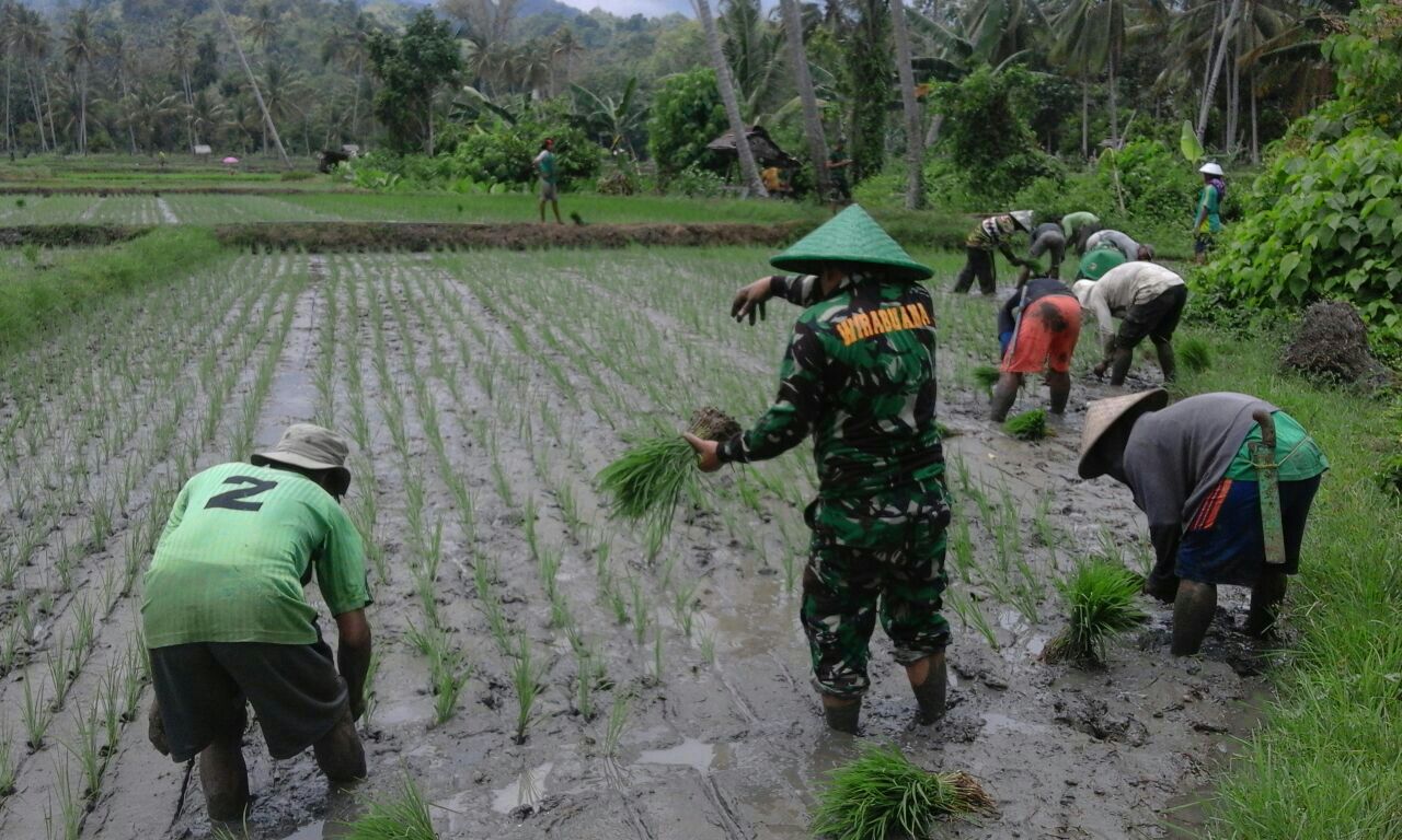 Hari Ketiga Gerakan Tanam Serentak Kodim 1401 Majenne