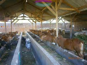 Hasanuddin Nyumbang 100 Ekor Sapi Qurban