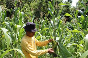 SISI LAIN PRAJURIT MAKOREM 142, MANFAATKAN LAHAN UNTUK BERKEBUN