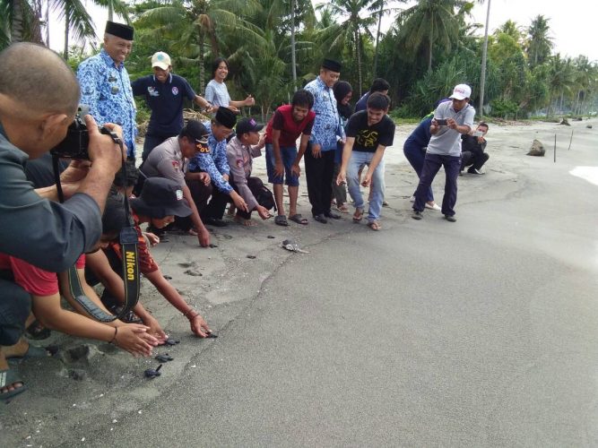 50 Ekor Penyu Dilepas Dipantai Mampie Polman