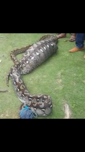 Screenshot_20170514-190712 Bulutakkang di Serang Ular Phyton