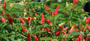 IMG-20170622-WA0101 Cabe Asal Majene Siap Penuhi Pasaran Lokal