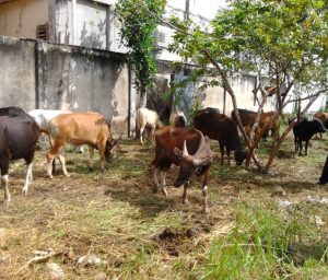 Persiapan Sapi Qurban 2 Penuhi Syarat Daging ASUH, Panitia Qurban Wahdah Mamuju Seleksi Hewan Qurban