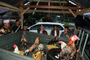 H. Aras Tammauni ; "Membackup Judi Sabung Ayam Kita Lawan"