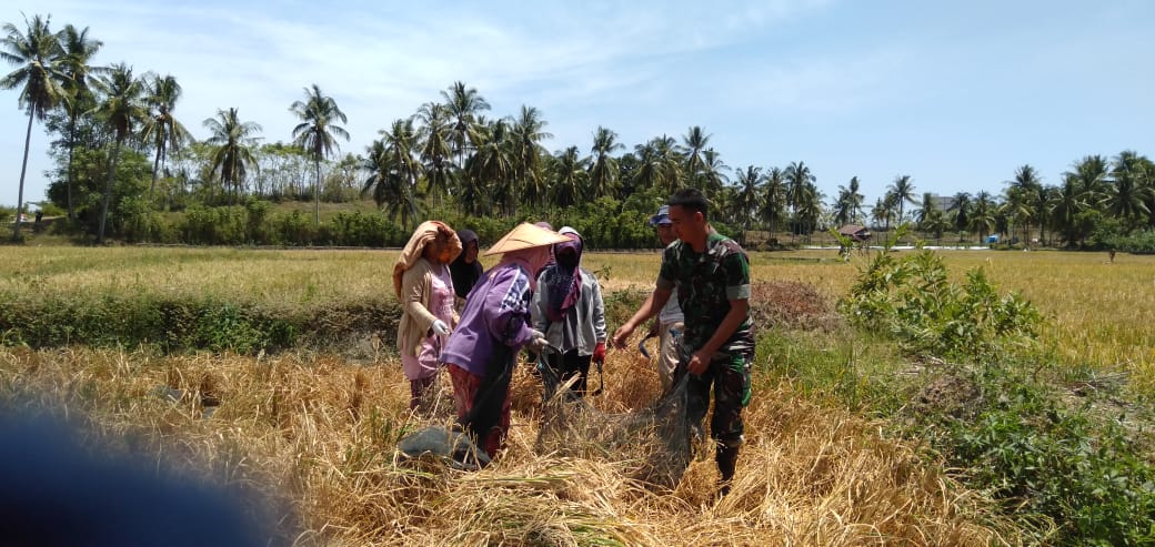 Babinsa Koramil 1401 - 03 Sendana Panen Padi