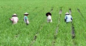 IMG-20200203-WA0059 Januari 2020, NTP Sulbar Sebesar 109,55