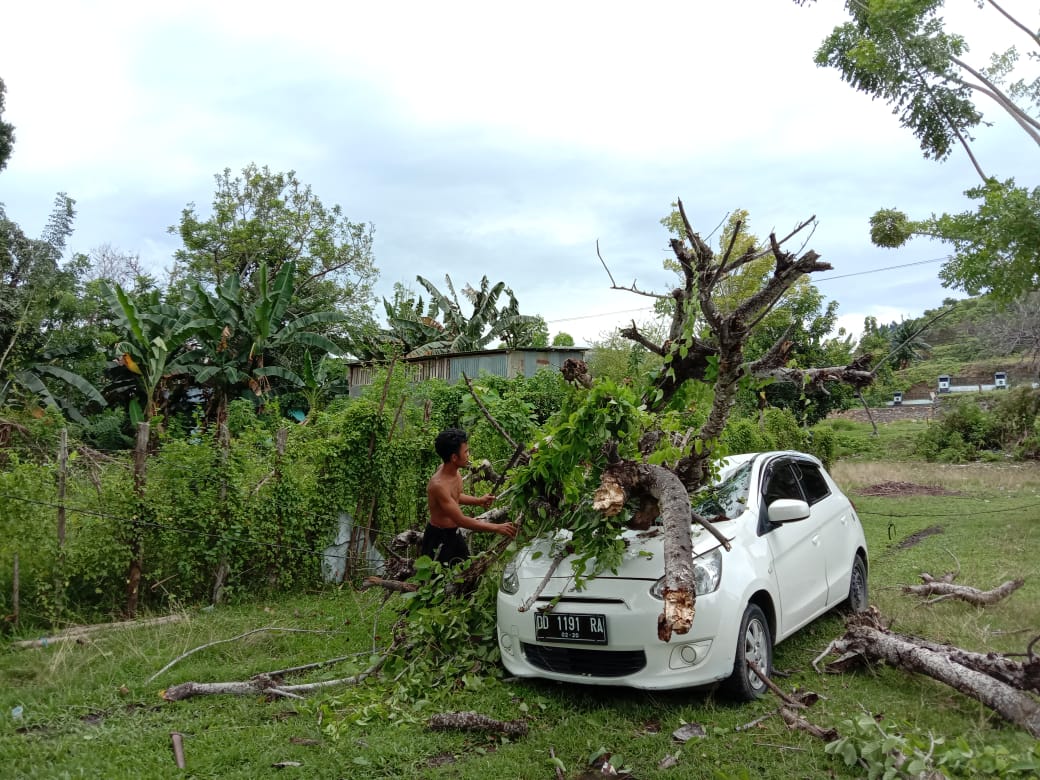 Mobil Parkir Hancur Ditimpa Pohon