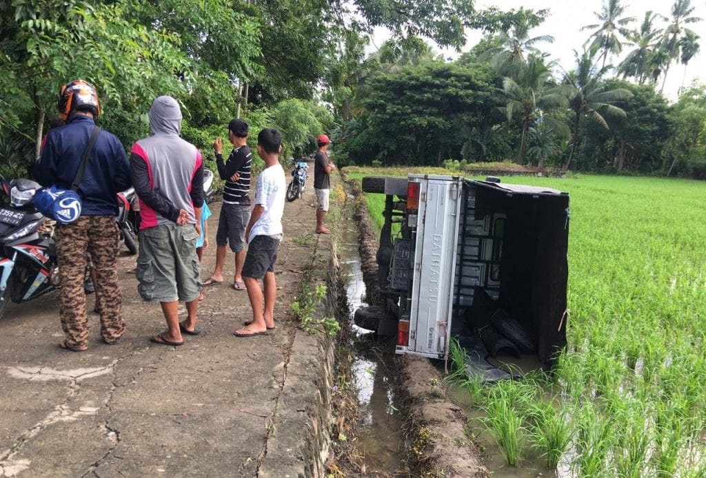 Pencuri Sapi di Polman Ketahuan Setelah Mobilnya Terbalik di Pematang Sawah