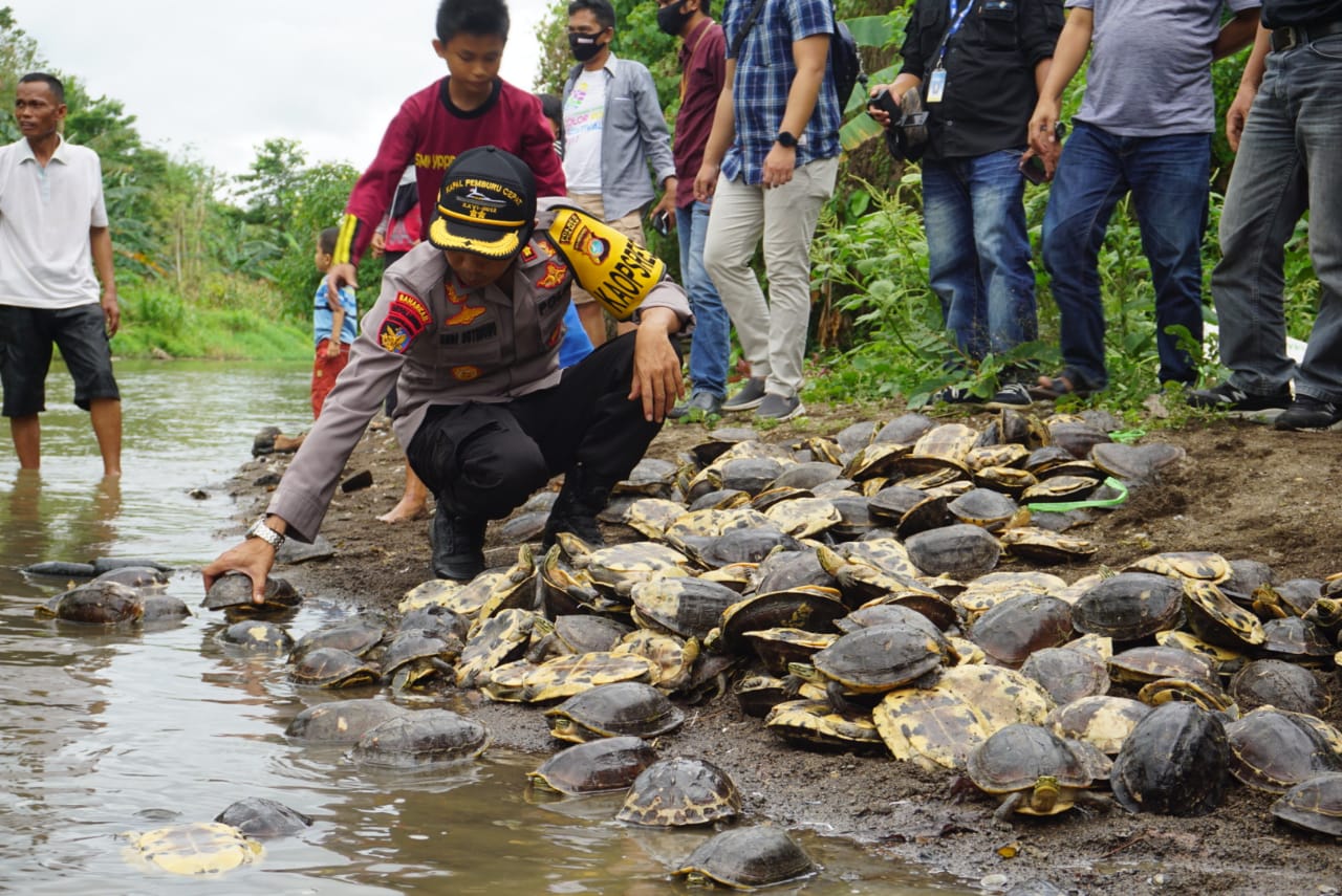 Kapolres Polman Melepas kura-kura Air Tawar