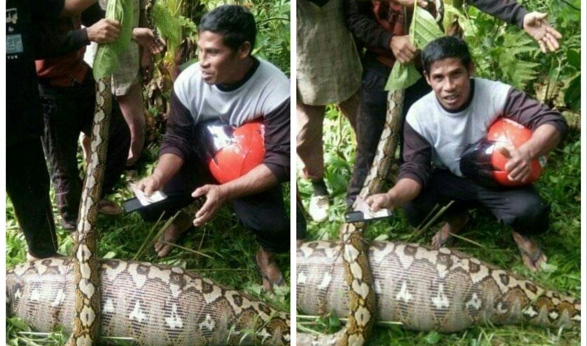 Phyton Mangsa Anak Sapi di Salubiro