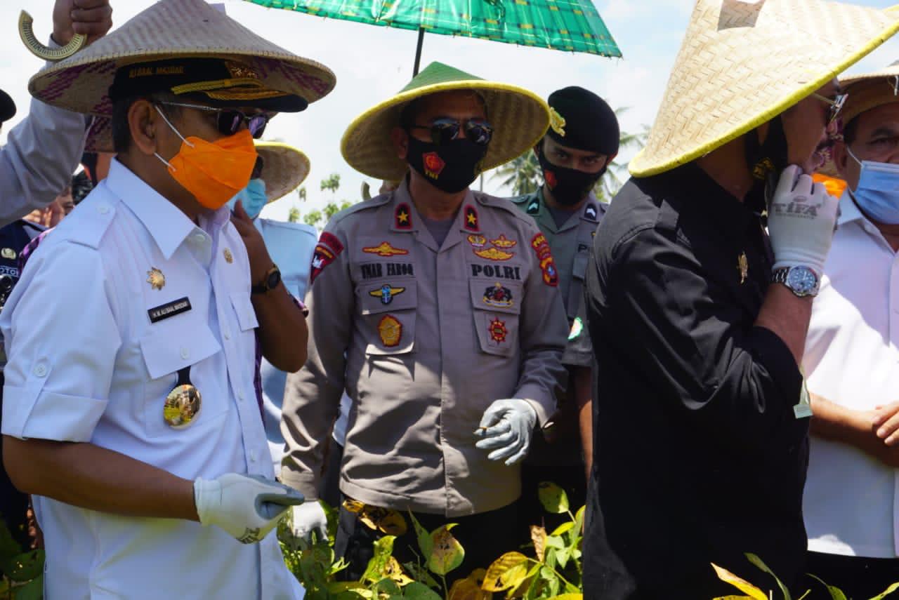 Panen Kedelai Di Polman Terapkan Protokol Kesehatan Panen Kedelai Di Polman Terapkan Protokol Kesehatan