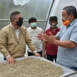 Gubernur Sulbar Tinjau Proses Pengelolaan Kopi di Matande Gubernur Sulbar Tinjau Proses Pengelolaan Kopi di Matande