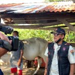 Soal Sapi Berkeliaran Dalam Kota, Peternak Ternyata Sadar