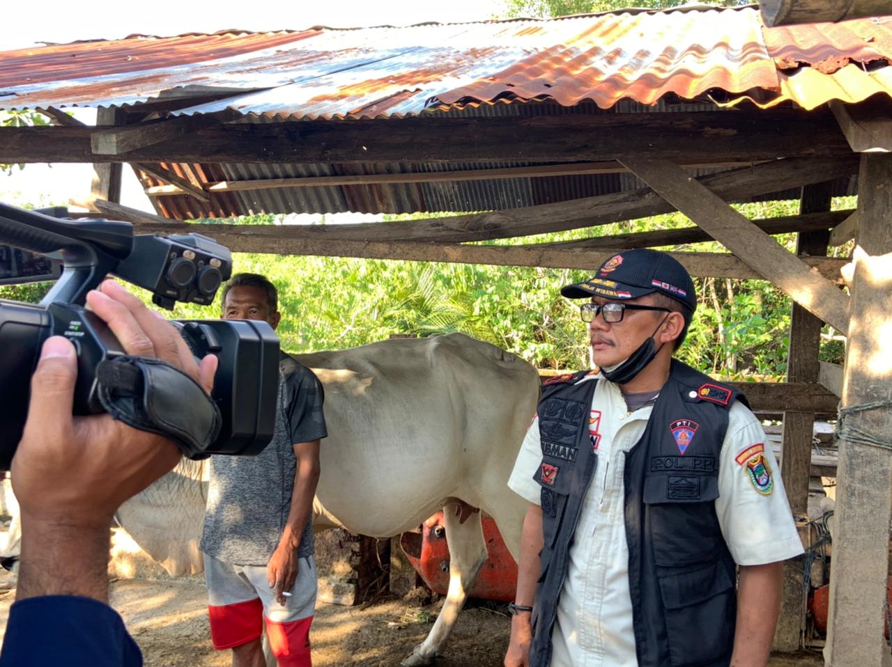 Soal Sapi Berkeliaran Dalam Kota, Peternak Ternyata Sadar