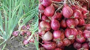 Harga Bawang Merah Mengalami Kenaikan