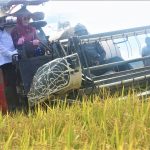 Panen Padi Di Sinyonyoi Asa Peningkatan Sektor Pertanian di Mamuju