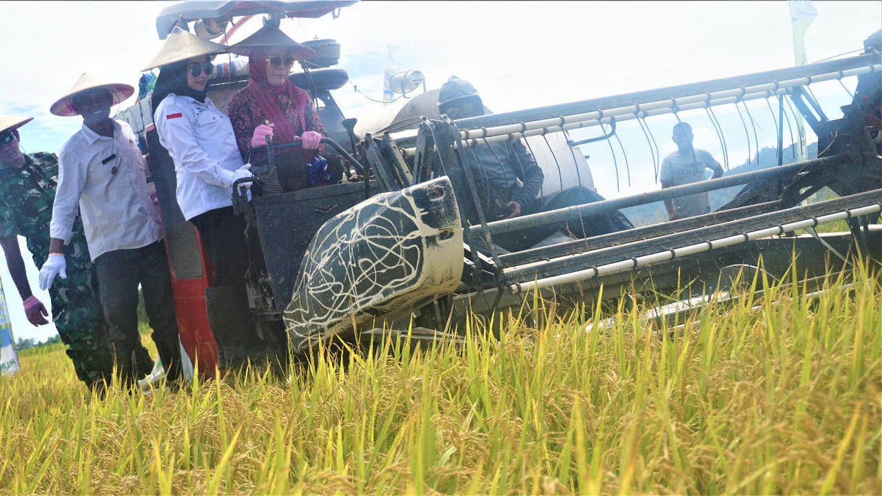 Panen Padi Di Sinyonyoi Asa Peningkatan Sektor Pertanian di Mamuju