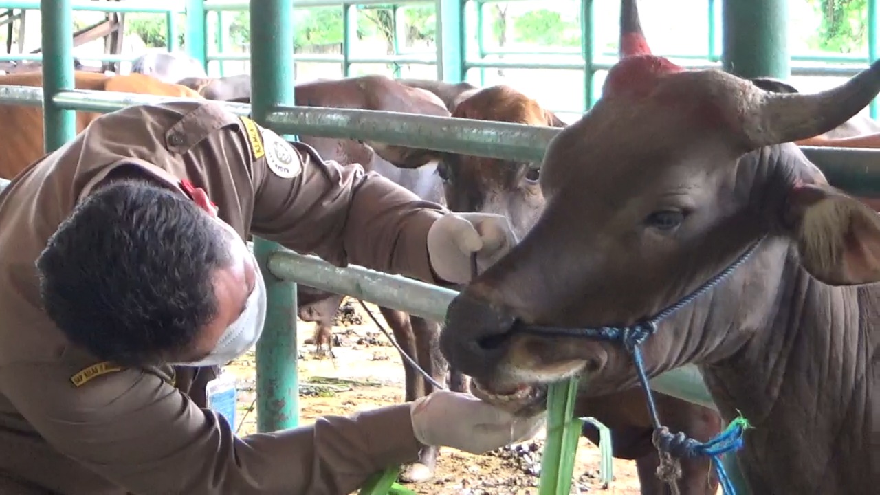 Penyakit Mulut dan Kuku Hewan Ternak Mulai Merebak