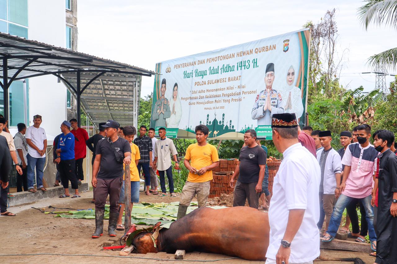 Polda Sulbar sembelih 28 Ekor Sapi Kurban