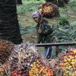 Petani Tobadak Harap Pemerintah Mamuju Tengah Turun Tangan Selesaikan Konflik Lahan