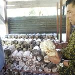 Kemenkumham Sulbar Dorong One Village One Brand Usaha Jamur Tiram di Desa Salupangkang