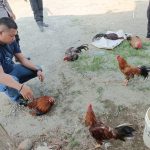 Polsek Tommo Gerebek Praktek Judi Sabung Ayam