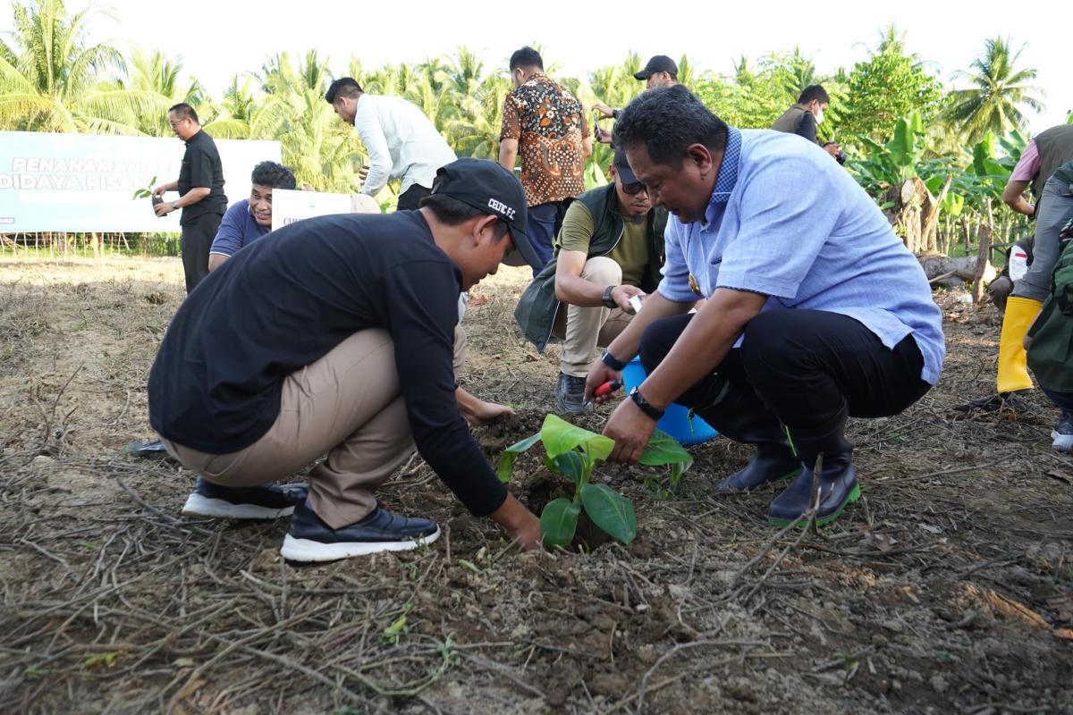 Warga Sulbar Penasaran dengan Pisang Cavendish