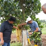 Pj Bahtiar Dorong Warga Sulbar Menanam Hortikultura