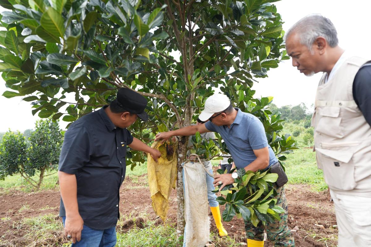 Pj Bahtiar Dorong Warga Sulbar Menanam Hortikultura