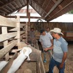 Tandassura Polman, Akan Dijadikan Kampung Peternak Kambing di Sulbar