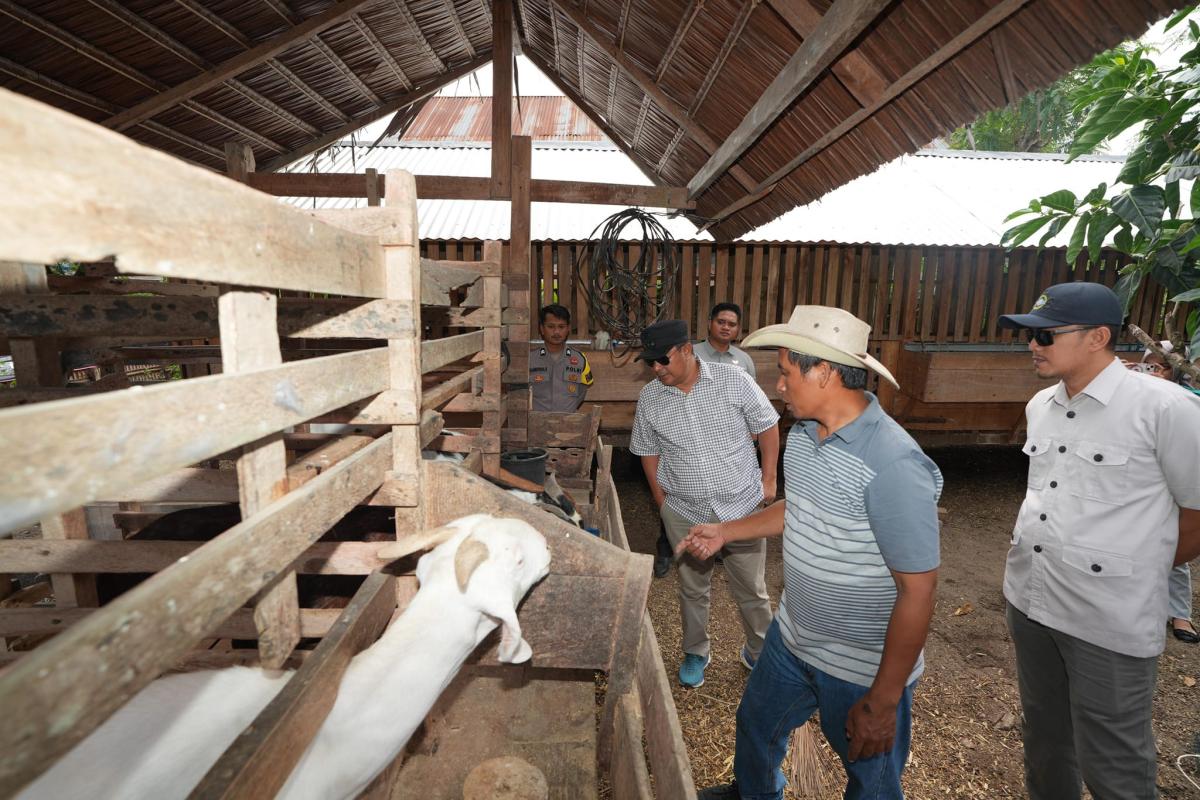Tandassura Polman, Akan Dijadikan Kampung Peternak Kambing di Sulbar