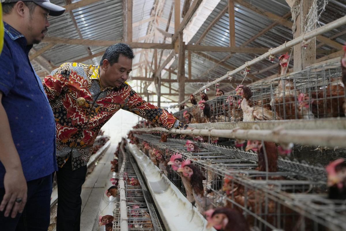 Pj Bahtiar Dorong Peternak Tingkatkan Produksi Telur di Sulbar
