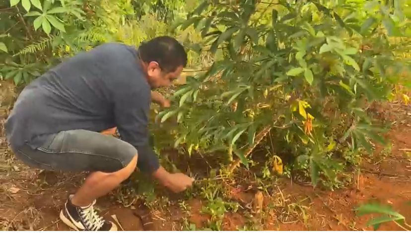 Dukung Ketahanan Pangan, Kasi Humas Polresta Mamuju Tanam Ubi dan Cabai      Dukung Ketahanan Pangan, Kasi Humas Polresta Mamuju Tanam Ubi dan Cabai