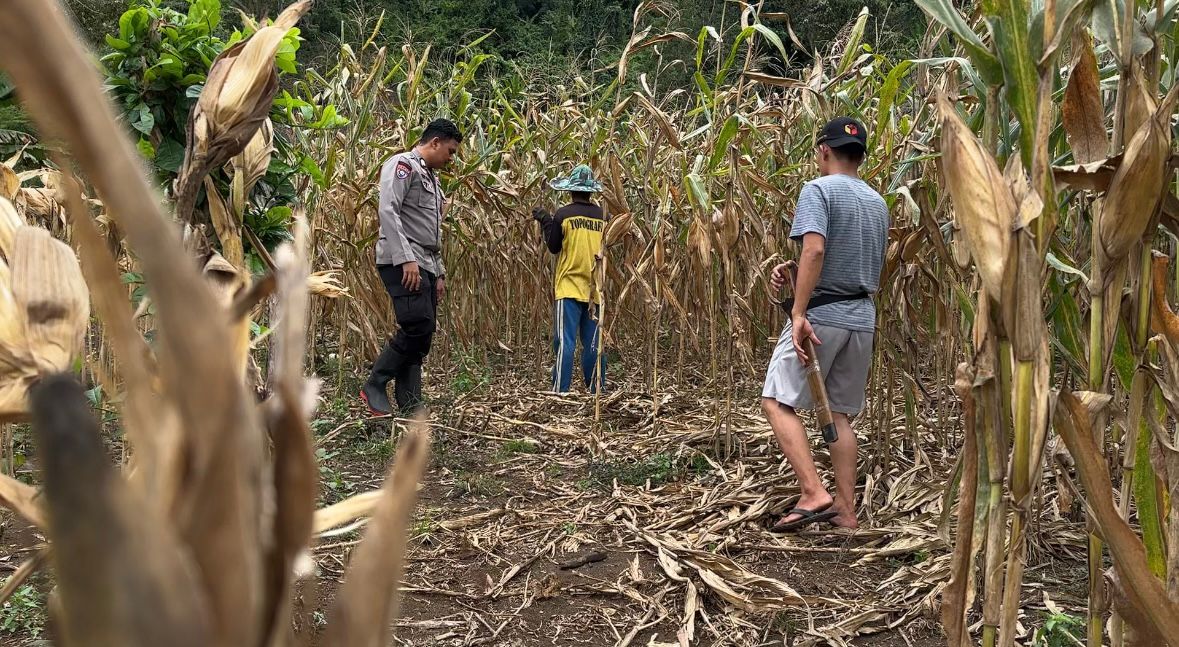 Bhabinkamtibmas Desa Salletto Pimpin Pendampingan Penanaman Jagung  Bhabinkamtibmas Desa Salletto Pimpin Pendampingan Penanaman Jagung