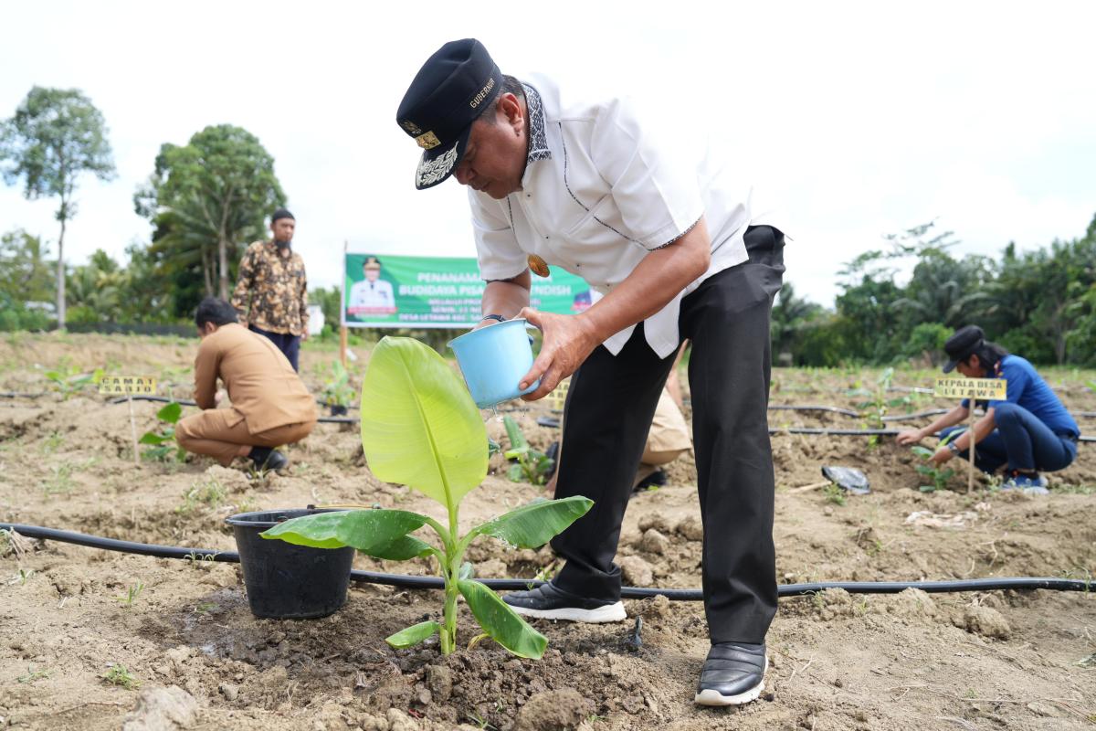 Warga Pasangkayu Sulbar Mulai Kembangkan Pisang Cavendish