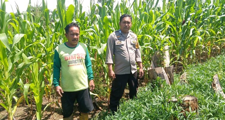 Bhabinkamtibmas Polsek Sarudu Kolaborasi Warga Wujudkan Ketahanan Pangan