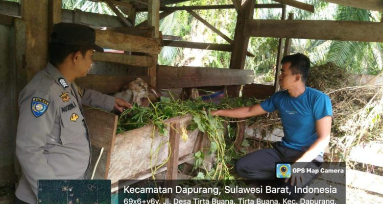 Bhabinkamtibmas Polsek Sarudu Sambangi Peternak Kambing