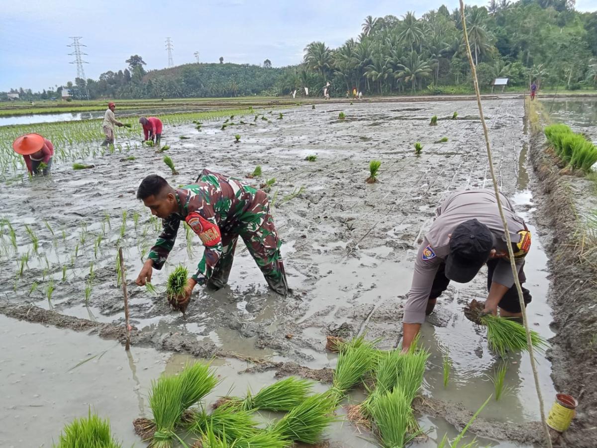 Bhabinkamtibmas Polsek Bambalamotu Bantu Petani Tanam Padi