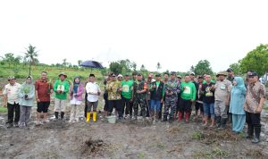 Pisang Cavendish Dijamin Harga Tidak Akan Turun Meski Panen Melimpah