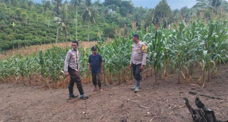 Kapolsek Pasangkayu Bersama Bhabinkamtibmas Sambangi Petani Jagung