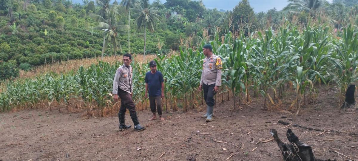 Kapolsek Pasangkayu Bersama Bhabinkamtibmas Sambangi Petani Jagung