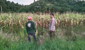 Bhabinkamtibmas Polsek Sarudu Dukung Ketahanan Pangan Nasional