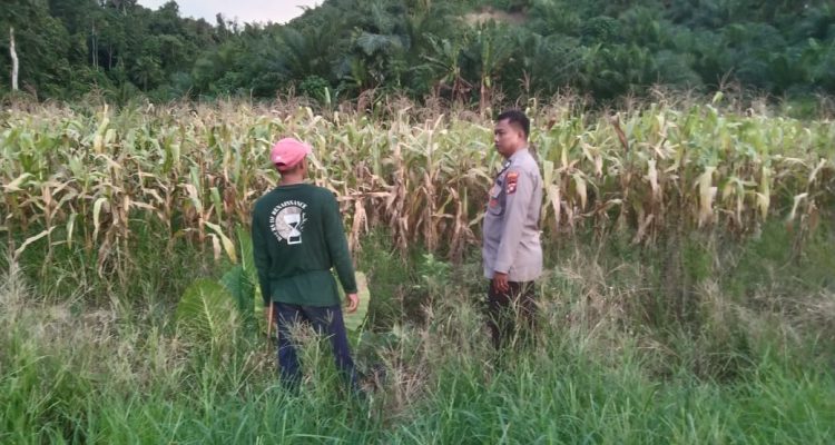 Bhabinkamtibmas Polsek Sarudu Dukung Ketahanan Pangan Nasional