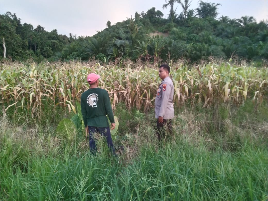 Bhabinkamtibmas Polsek Sarudu Dukung Ketahanan Pangan Nasional