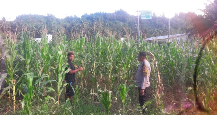 Bhabinkamtibmas Polsek Pasangkayu Pantau Warga Petani Jagung