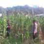 Bhabinkamtibmas Polsek Pasangkayu Pantau Warga Petani Jagung