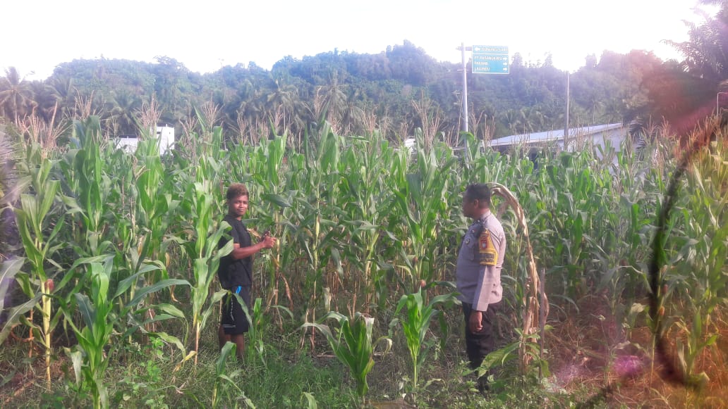 Bhabinkamtibmas Polsek Pasangkayu Pantau Warga Petani Jagung