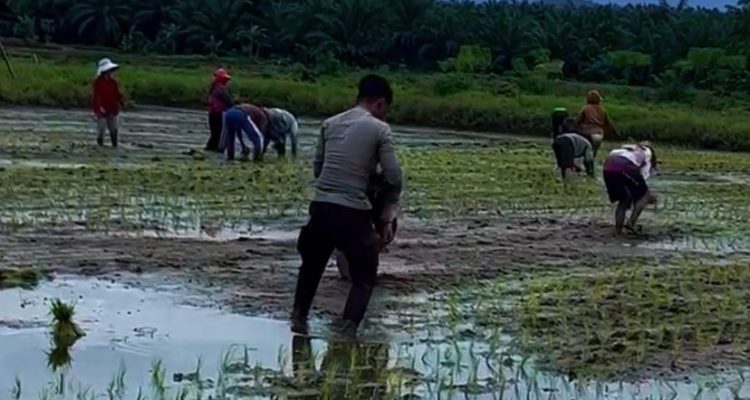 Brigpol Agus AW Bergerak Bersama Warga Tanam Padi